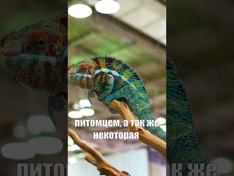 Тайны домашних диких животных: Разоблачение правды!