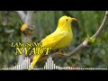 Pancingan Cucak Ijo Kacer Cendet Paling Di Cari Mp3 - Mp4 Download