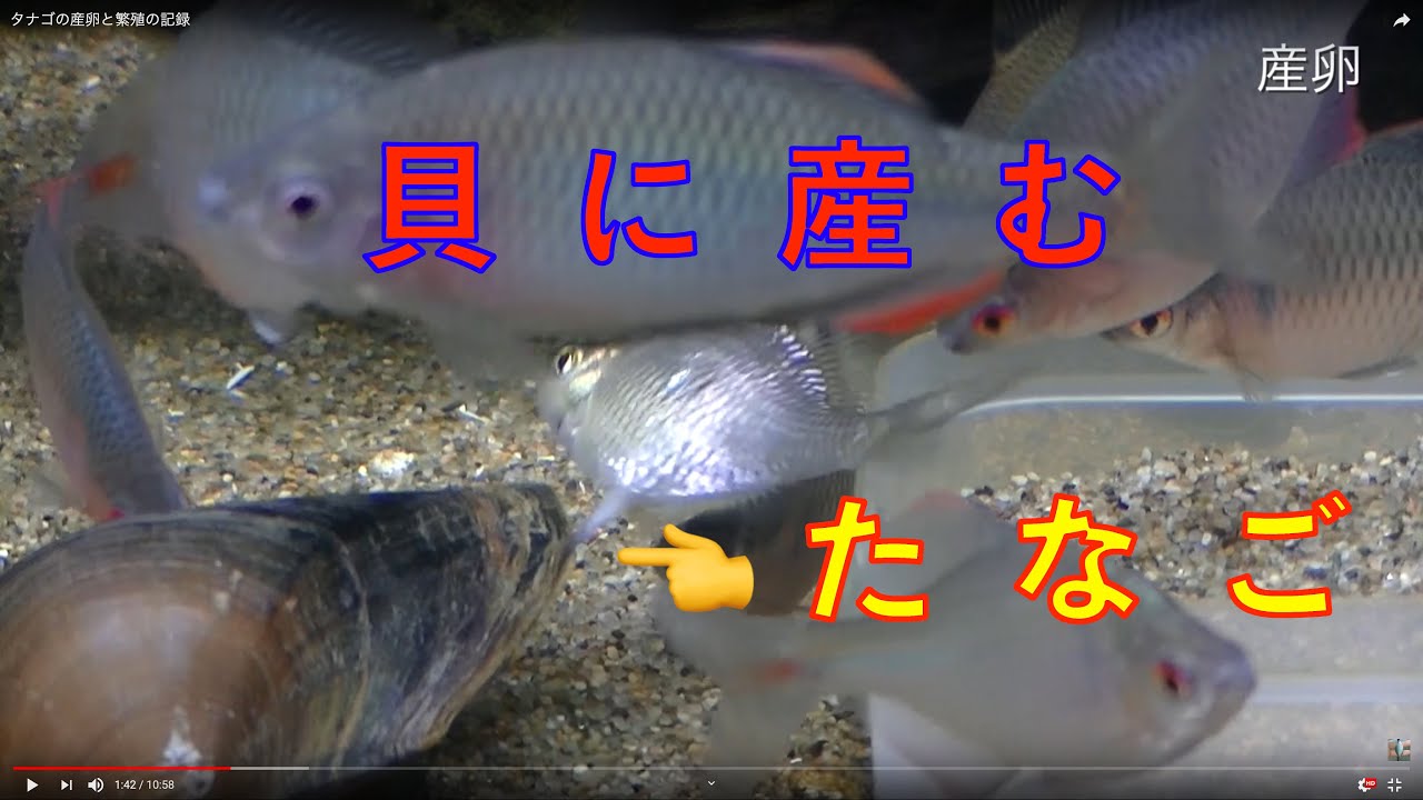 タナゴの産卵と繁殖の記録 Youtube