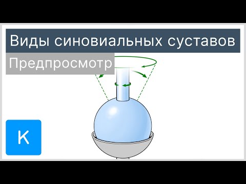 Виды синовиальных суставов (предпросмотр) - Анатомия человека | Kenhub