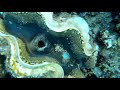 Обитатели Красного моря - большая тридакна / Rugose giant clam. Отель Fort Arabesque, Макади.