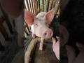 PIGGY OINKS PROVINCE LIFE #piginthefarm #philippines #pig #piggery
