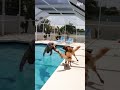Bro knew what he wanted 😂😅 #Dog #Pool #Funny #shorts
