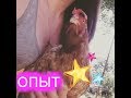 🐣Покупка кур//Мой опыт и ОШИБКИ//Как это было?🐣