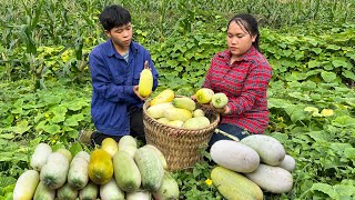 Sua hand heals again Together we harvest the melon garden and sell it at the market.| Phuc and Sua