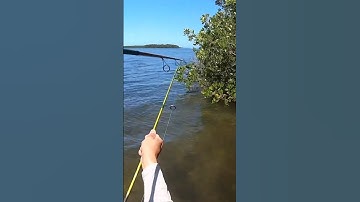 Just me or anyone else catching tree fish? #fishing #yaktribe #kayakfishing