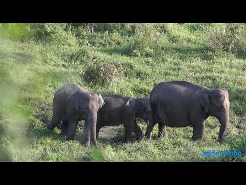 სპილოების ოჯახი - an elephant family