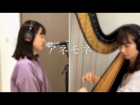 アネモネ 《Anemone》宮本あゆみ