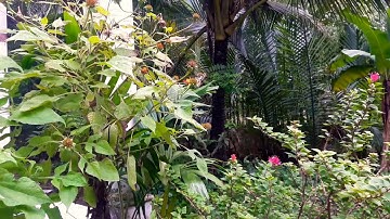 Câu cá lóc bằng vịt và cái kết cá khủng là đây  |TƯ CHUỘT TRÀ VINH