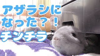 アザラシのモノマネ？するチンチラが可愛すぎる！！Chinchillas who make imitations of seals are too cute!!