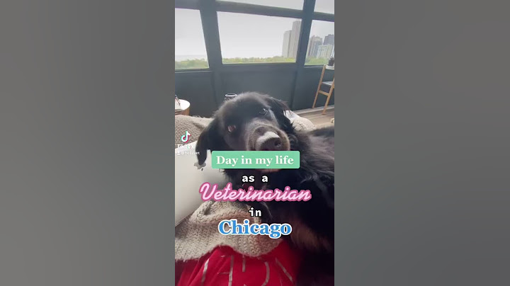 Day in my Life as a Veterinarian! | BellaVet