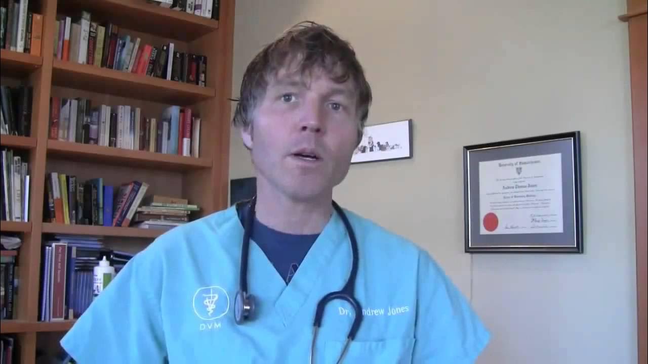 Can Humans Catch Kennel Cough? YouTube