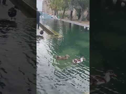 کردستان سنندج عمارت خسرو آباد کردستان سنندج عمارت خسروآباد تاریخی زیبایی اردک حیوانات