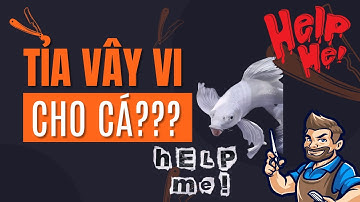 Hướng dẫn tỉa vây vi, tay bơi tròn đẹp cho cá chép sư tử, chép phi tần