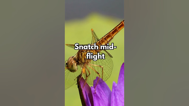 Fly High with This Dragonfly Trivia Quiz!