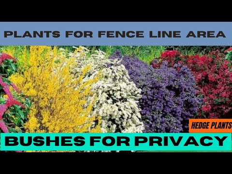 Large Bushes for Privacy | Privacy Plants For Fence Line Area | Hedge Plants for Landscape Design