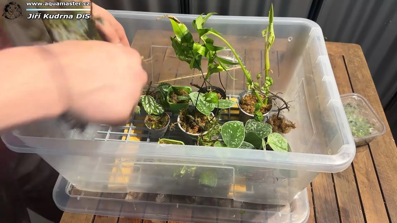 Povánoční řízky, aneb jak správně sázet přebytky rostlin z paludária.