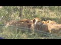 Pride of lions eat buffalo calf in Kruger National Park