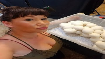 Wrestling My Big 19+ Foot Retic for Her Clutch of Eggs with The DTG