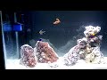 29 Gallon Budget Beginner Salt Water Reef Aquarium - Royal Gramma Basslet, Blue Yellow Tail Damsel