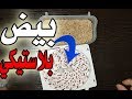 عندي أنثى الكناري تبيض بيض خارج العش ماهو حل هذه المشكلة