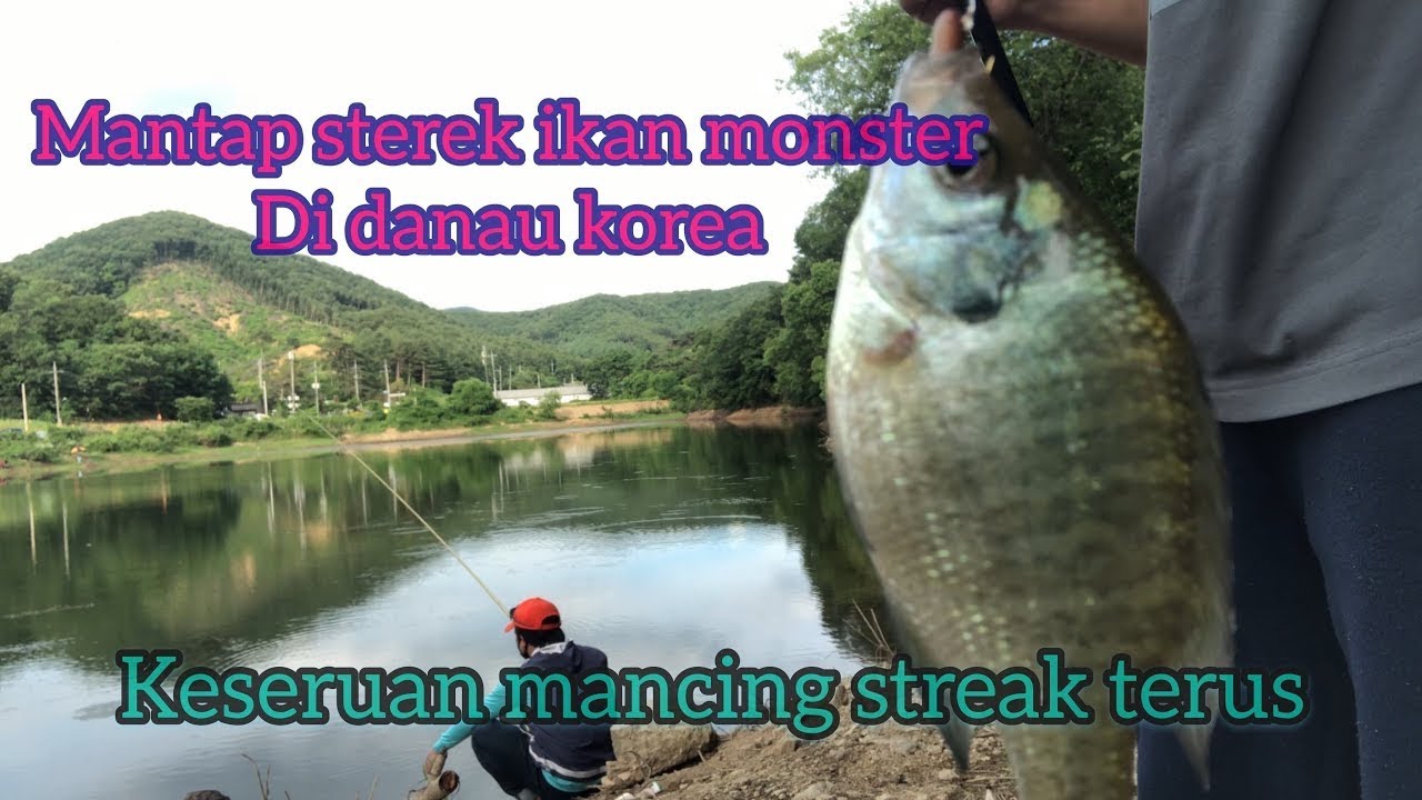 Mancing sumbat dapat ikan  monster mancingmaniatrans7 