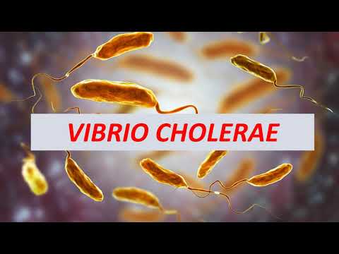 Microbiologia Médica - Vibrio cholerae