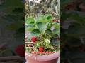 🍓🍓🍓🍓🍓🍓Rooftop Garden #shorts #reels