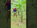 suara renyah dari pisau potong rumput di kebun pisang 32