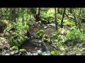 自然の音景色 春の小川とウグイスのさえずり・Nature Sound