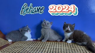 Our most behave kittens so far by Raven’s Cattery 54 views 4 months ago 1 minute, 26 seconds