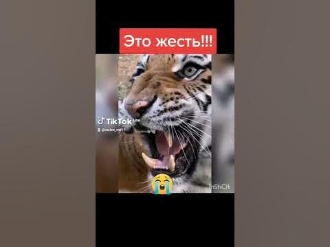 Что за лев этот тигр!?) - YouTube