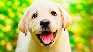 видео ТОП-10 лучшие породы собак для детей