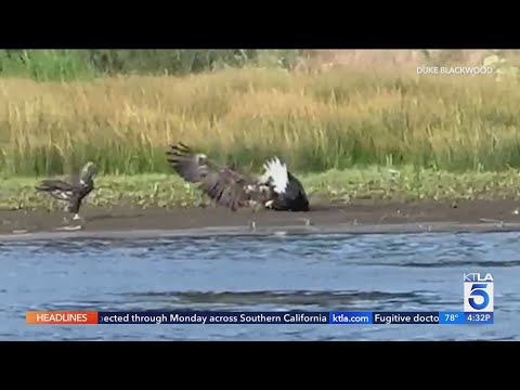 New video shows Jackie in a fight with 2 other bald eagles thumbnail