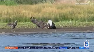 New video shows Jackie in a fight with 2 other bald eagles