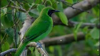 SUARA BURUNG CUCAK IJO DAN GEMERICIK AIR