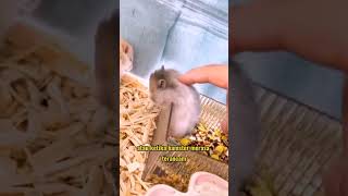4 Jenis Hamster Populer di Indonesia Part I