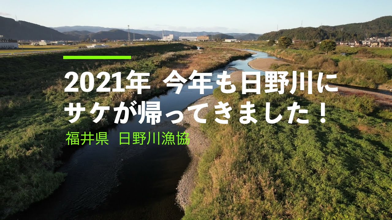 日野川漁業協同組合 日野川漁業協同組合オフィシャルサイト