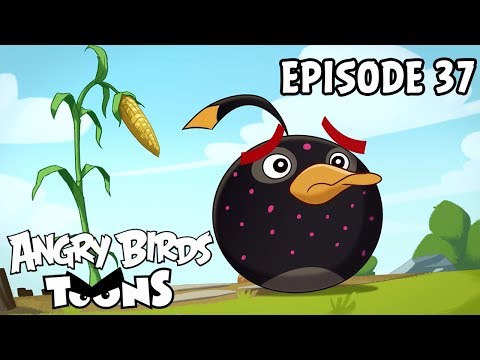 Angry Birds Toons | Clash of Corns - S1 Ep37