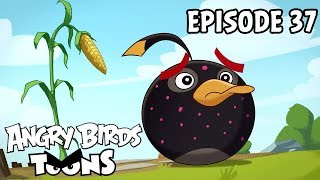 Angry Birds Toons | Clash of Corns - S1 Ep37