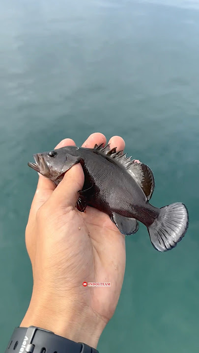 Just fishing on the edge of the sea, you can catch grouper, tompel fish & pogut 🥳🤤