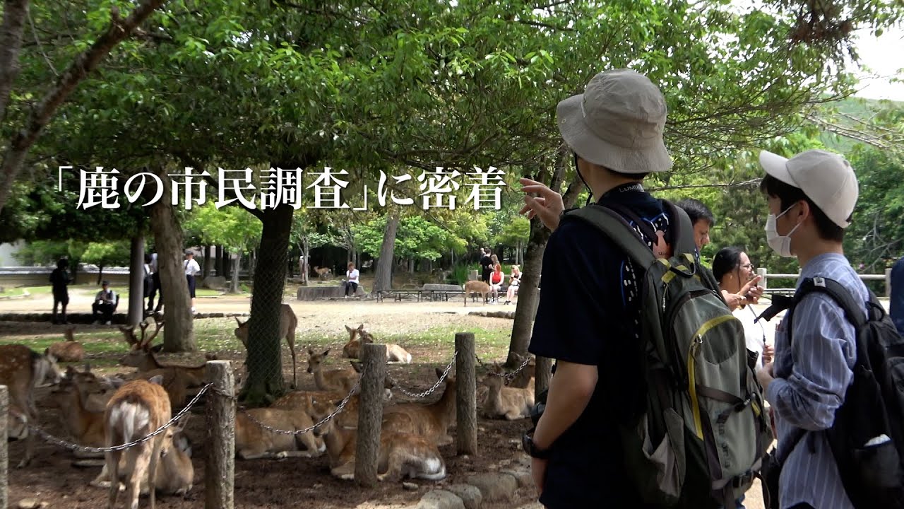 鹿の民 鹿ニュース 奈良公園で「鹿の市民調査」 ボランティアが生態などデータ