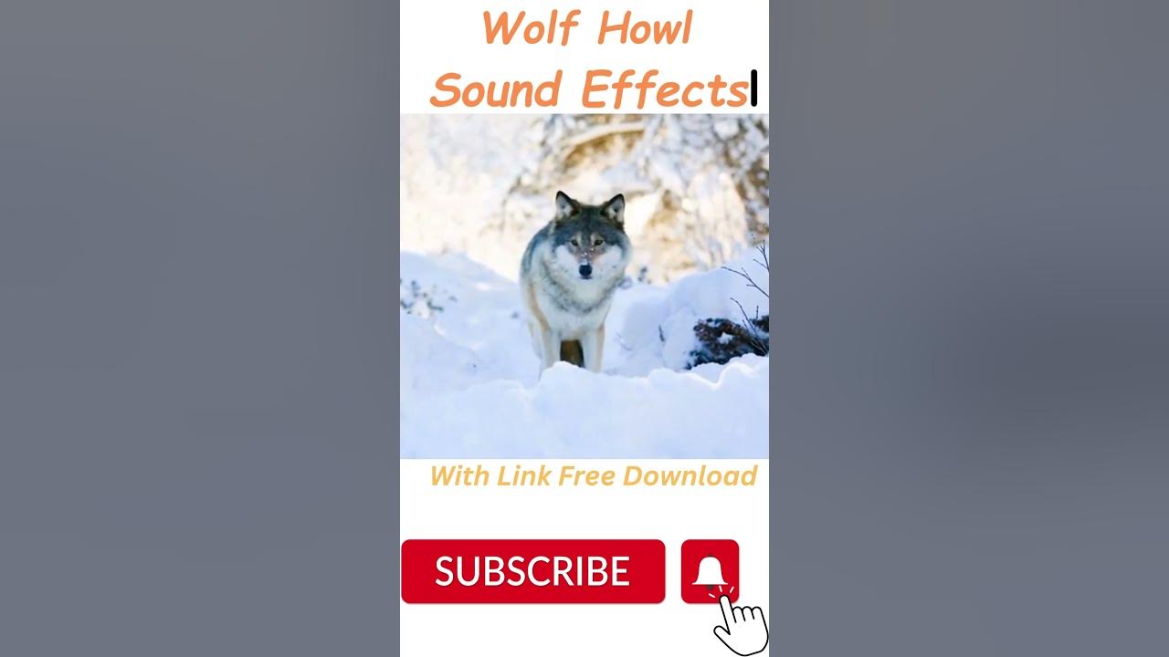 wolf-howl-sound-effects-soundeffects-shorts-youtube