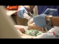 B.C. dies after catching Enterovirus