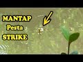 MANCING Di Hutan Bakau Yang Banyak Ikan Nya#Pesta_Strike