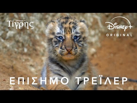 Τίγρης | Disney+ Greece