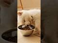 "My Bowl Is Not Your Bed!" 😡 The Duck's Anger Explodes!🤣