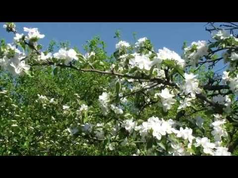 Цветущие яблони
