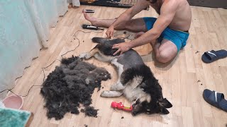 Модный приговор с Колобком!!!) Стрижка собак/парикмахерская для собак.