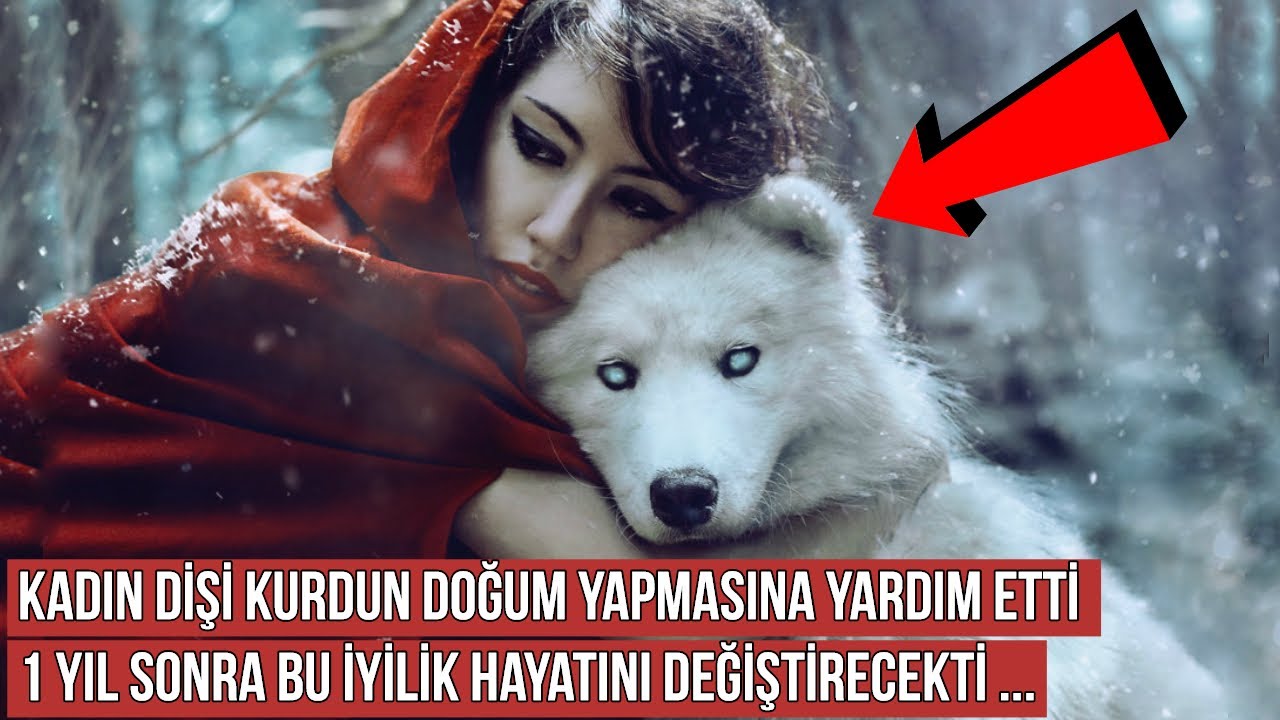 Kadin Hamile Bir Kurda Dogumda Yardim Etti 1 Yil Sonra Bir Mucize Gerceklesti Youtube Hayvan Kurtarma Hayvan Komik